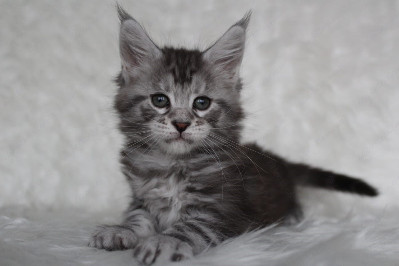 Maine Coon Kitten Name "Richy"