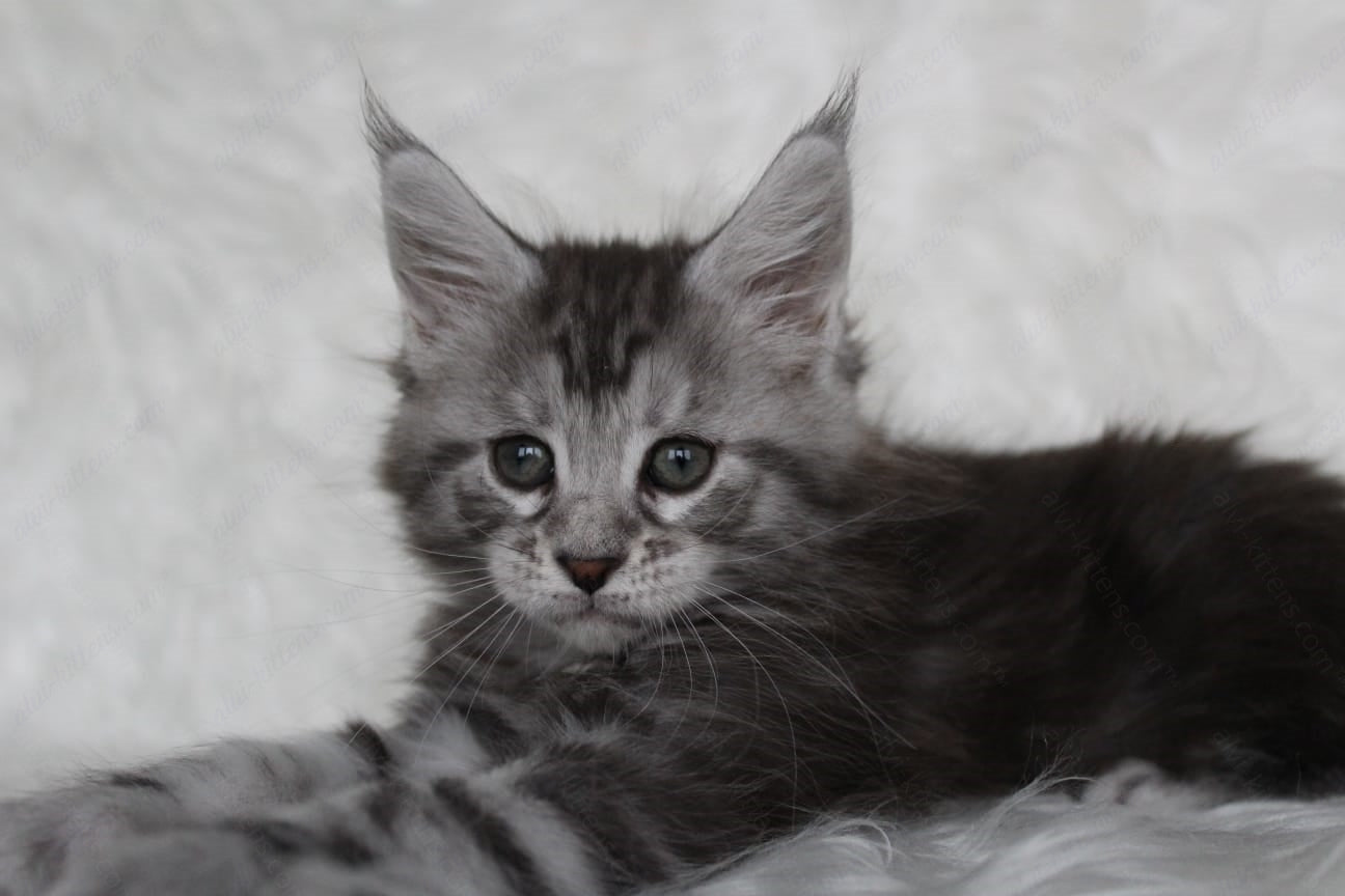 Maine Coon Kitten Name "Richy"