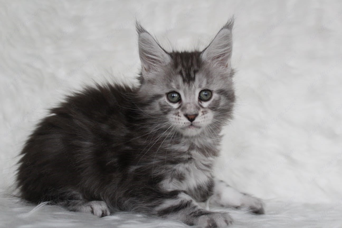 Maine Coon Kitten Name "Richy"