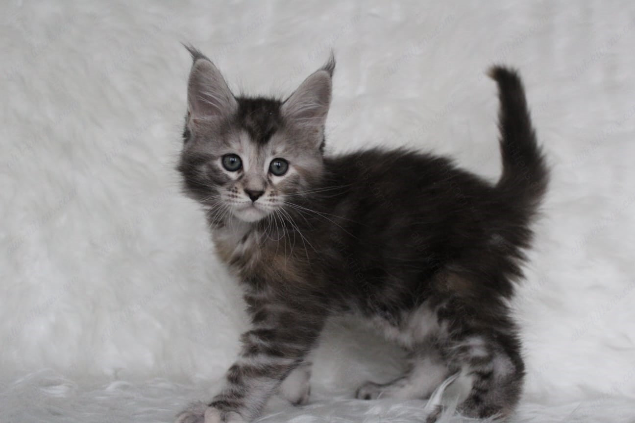 Maine Coon Kitten Name "Rosa"