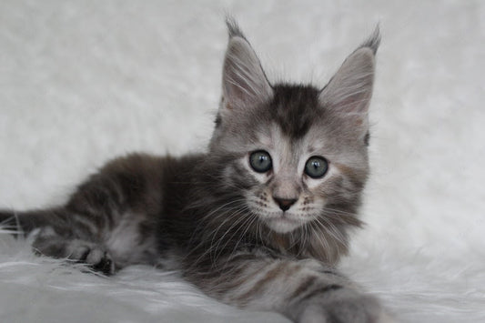 Maine Coon Kitten Name "Rosa"