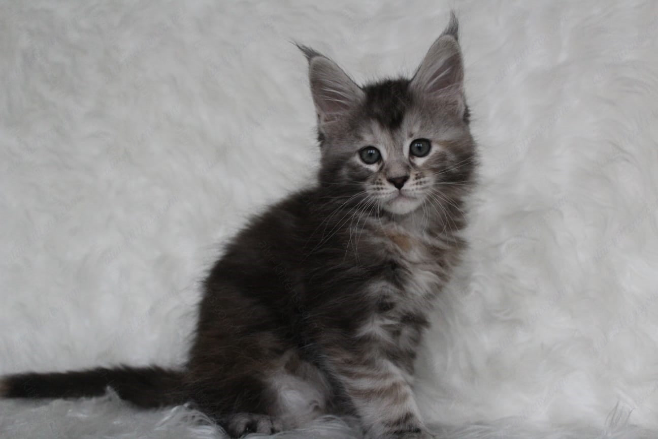 Maine Coon Kitten Name "Rosa"