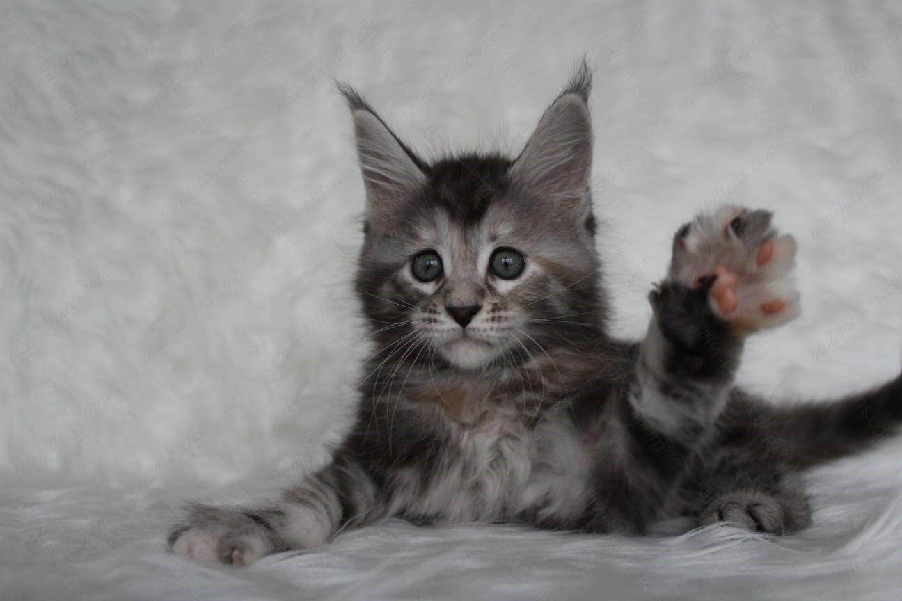 Maine Coon Kitten Name "Rosa"