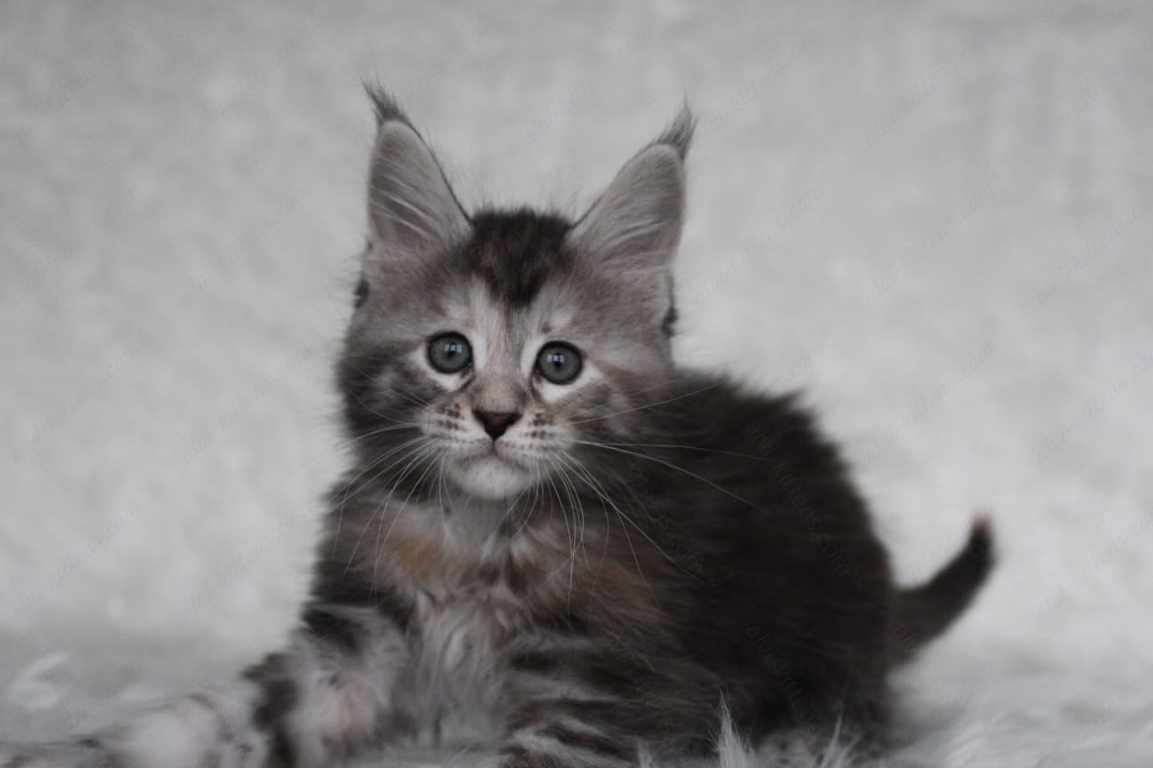 Maine Coon Kitten Name "Rosa"