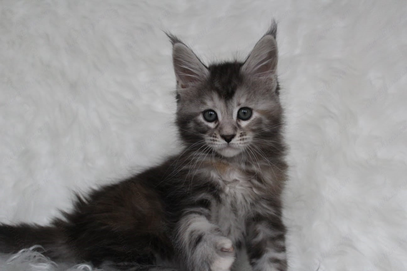 Maine Coon Kitten Name "Rosa"