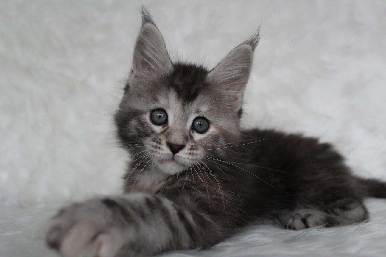 Maine Coon Kitten Name "Rosa"