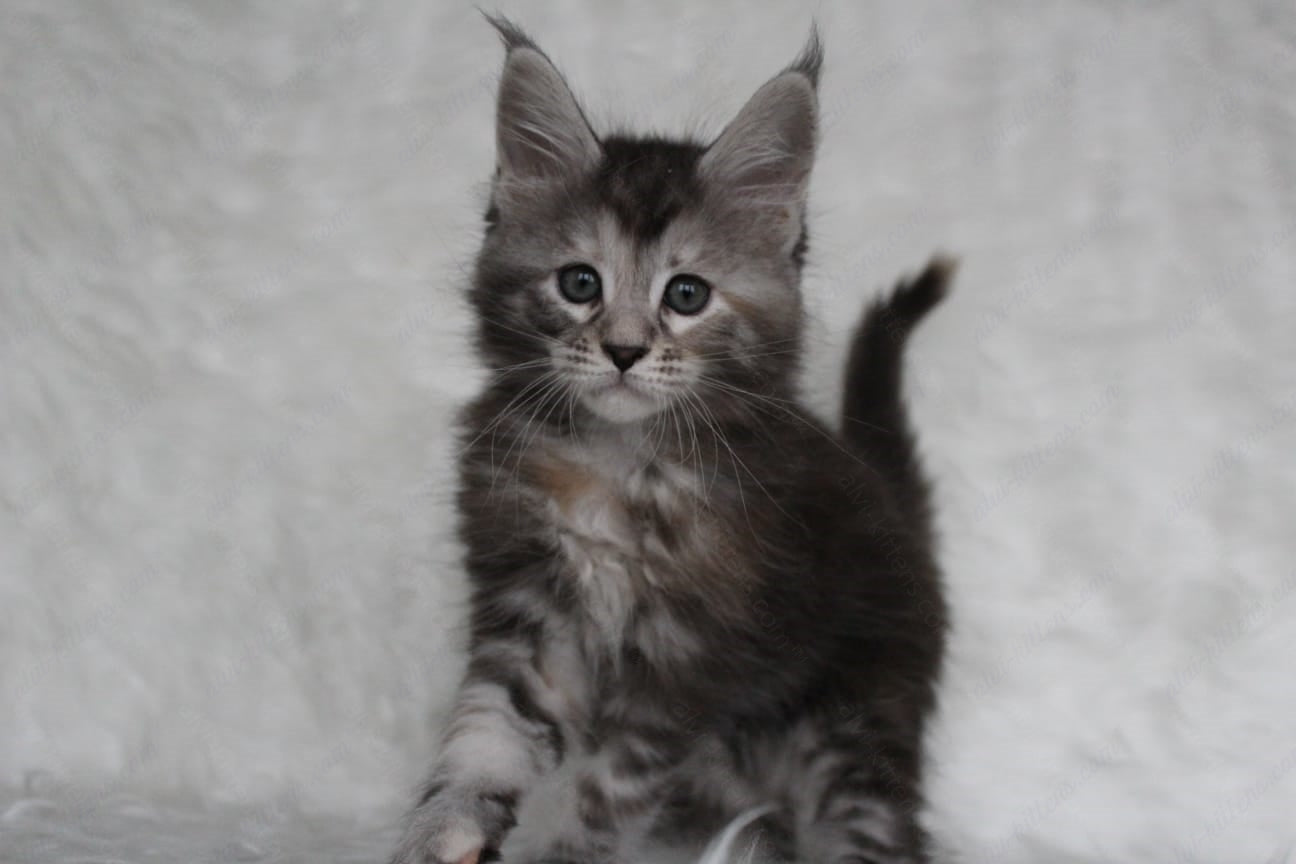 Maine Coon Kitten Name "Rosa"