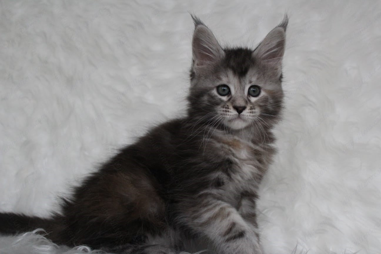 Maine Coon Kitten Name "Rosa"