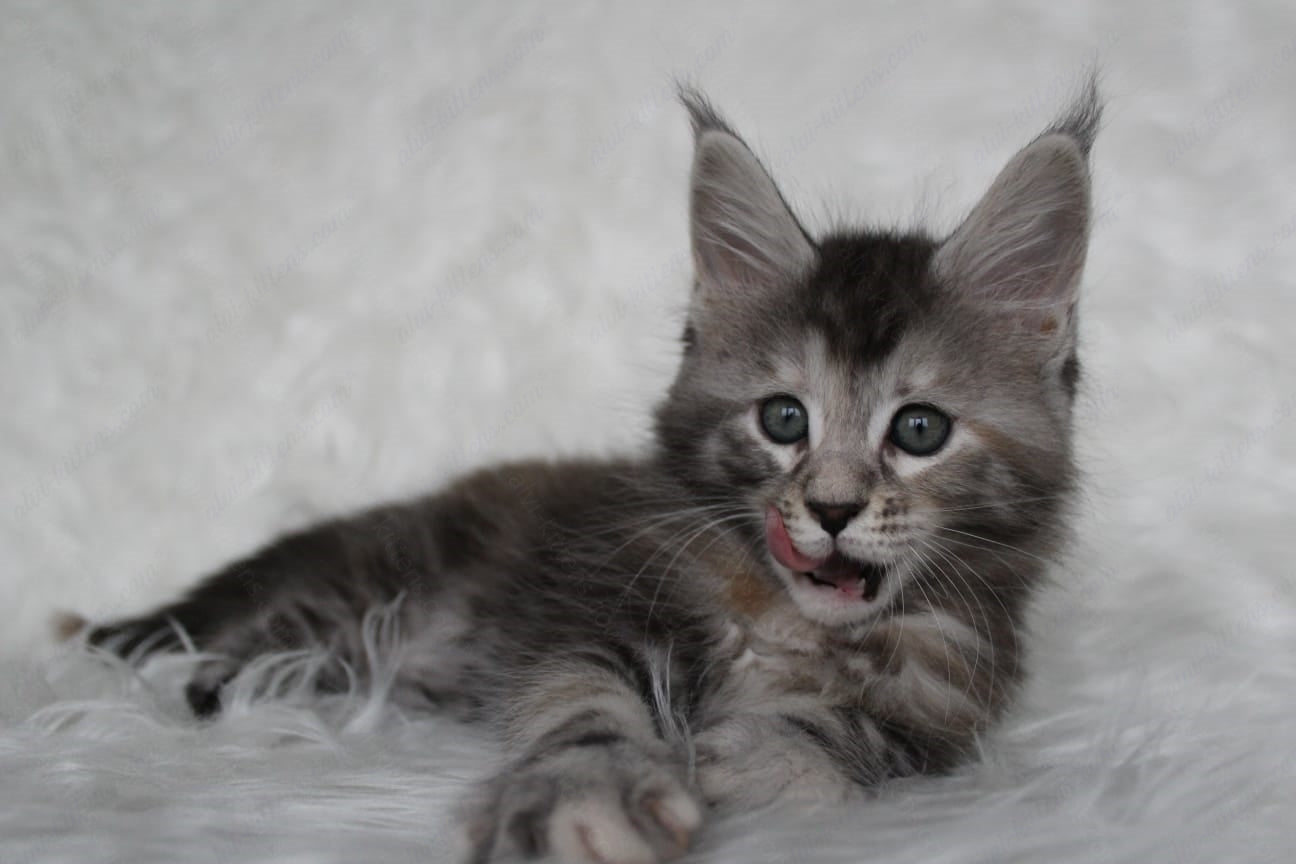 Maine Coon Kitten Name "Rosa"