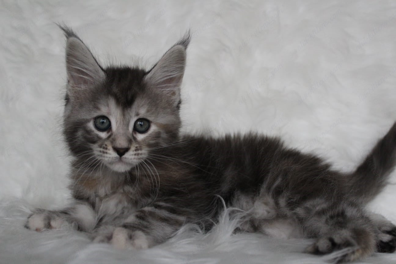 Maine Coon Kitten Name "Rosa"