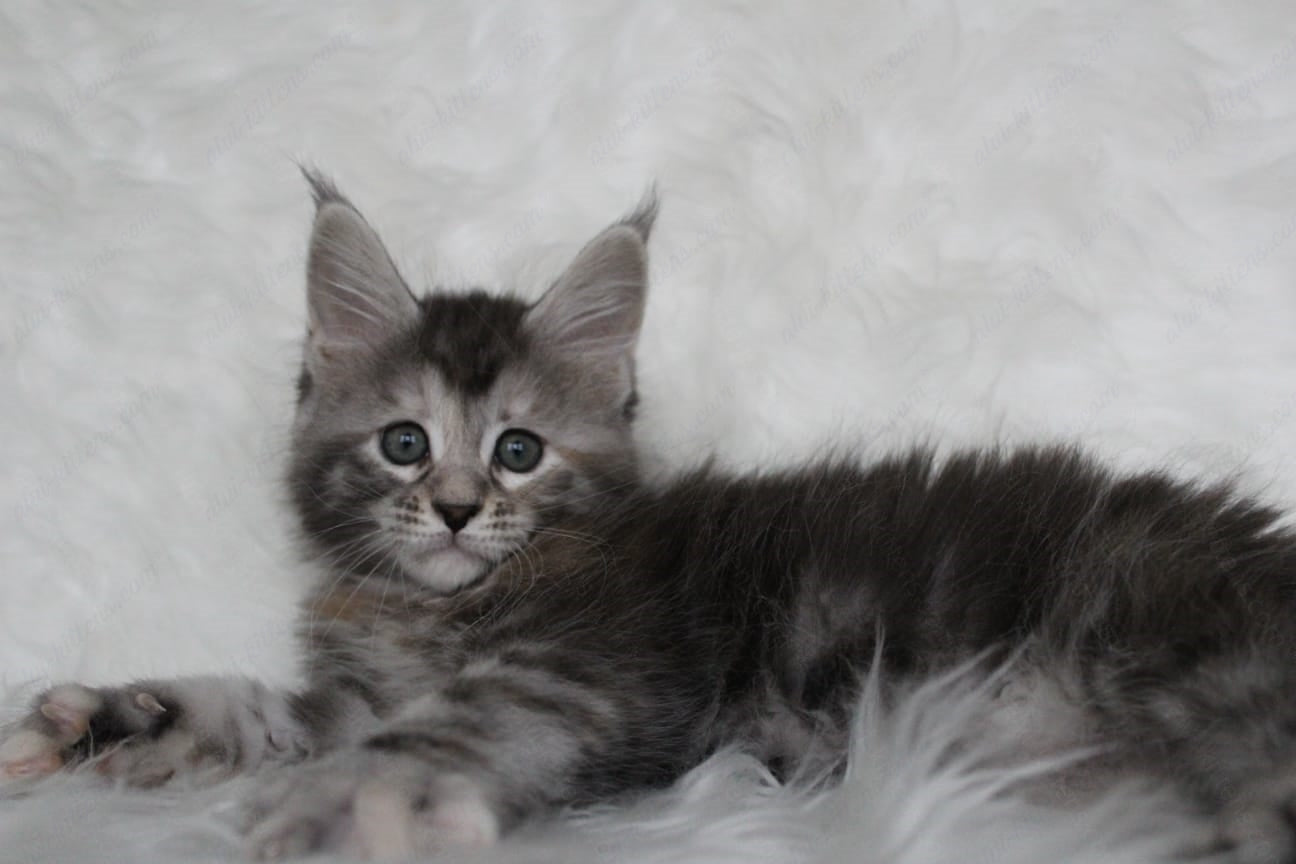 Maine Coon Kitten Name "Rosa"