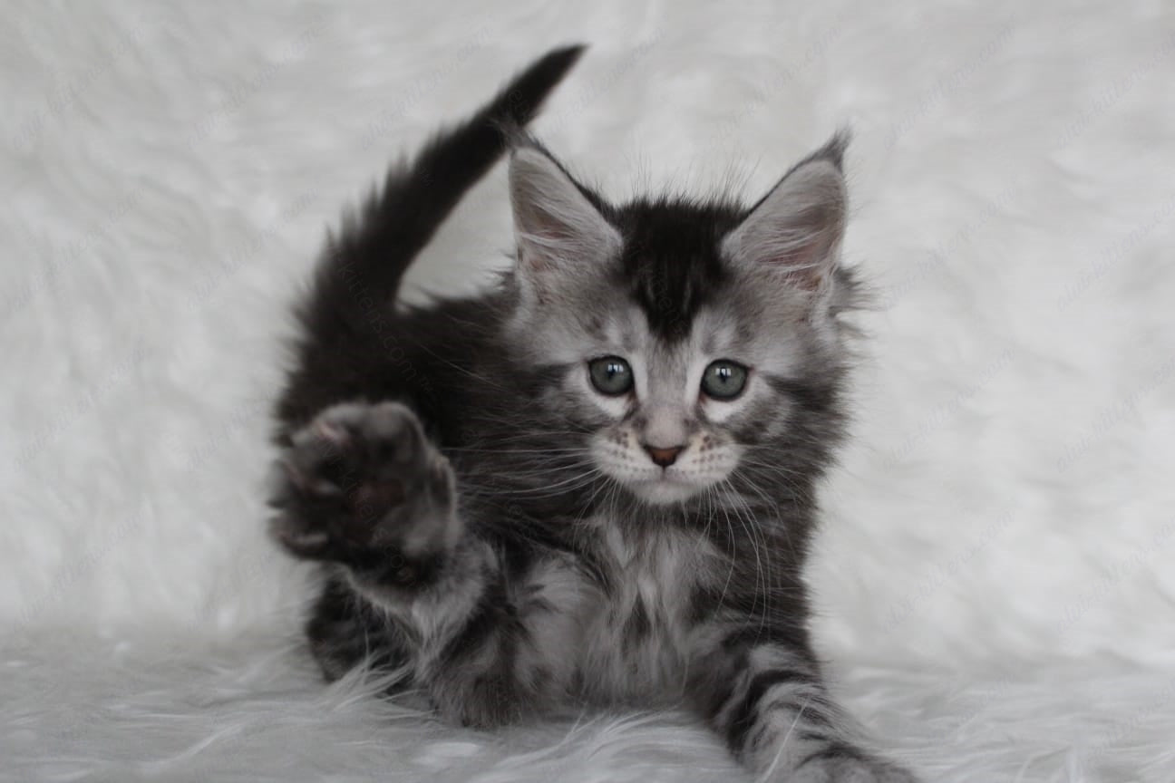 Maine Coon Kitten Name "Roxy"