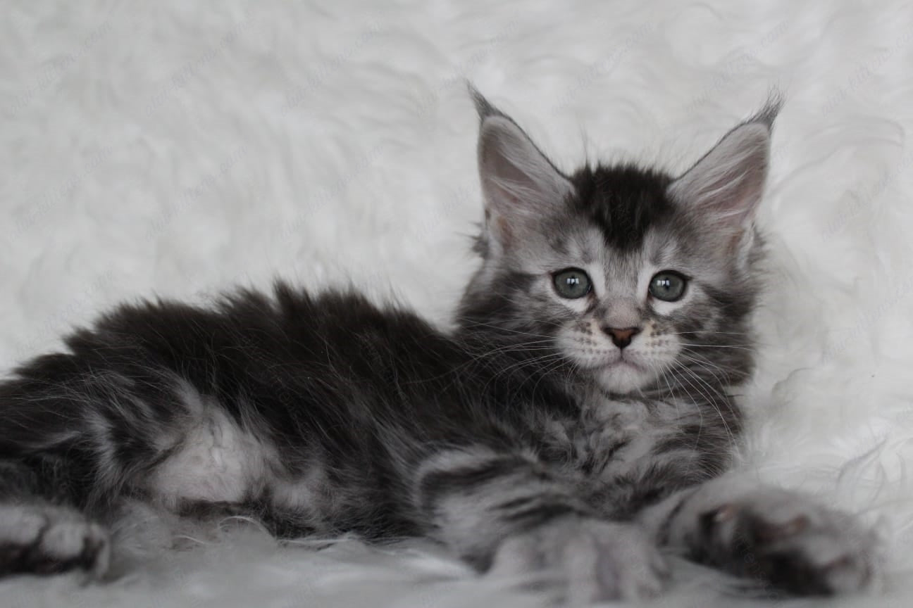 Maine Coon Kitten Name "Roxy"