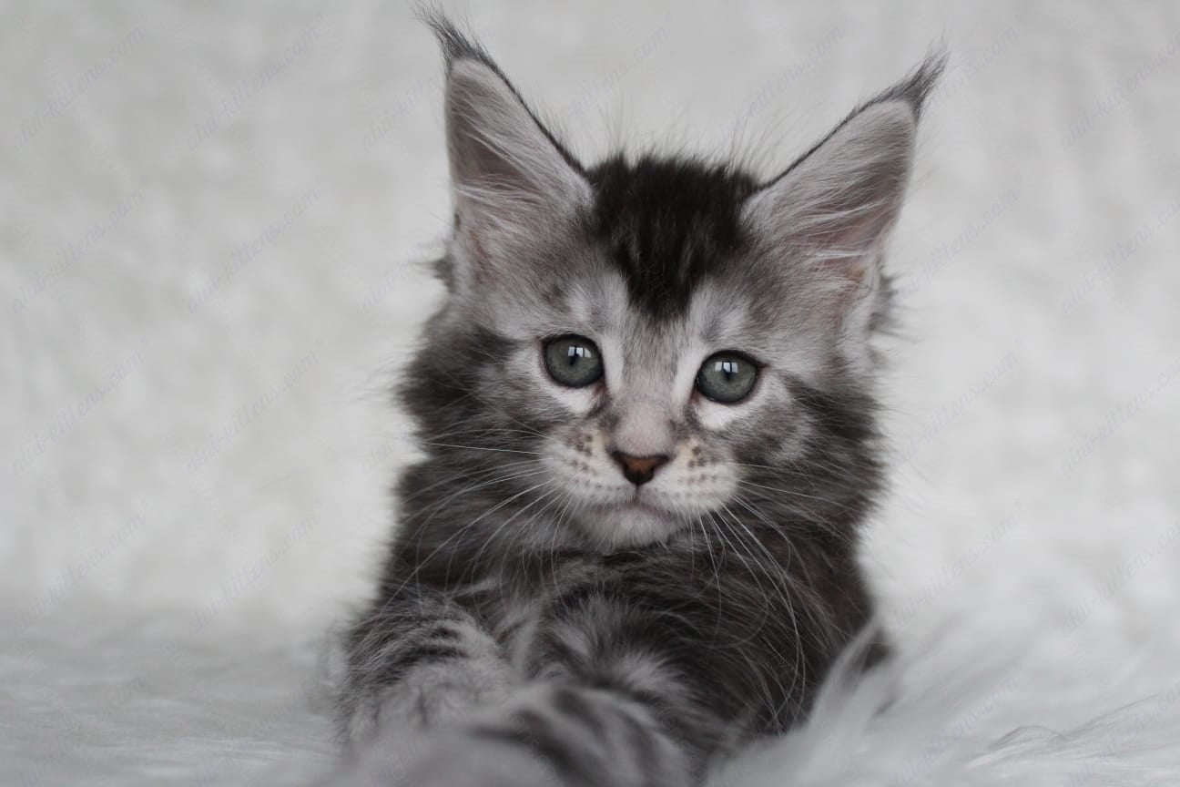 Maine Coon Kitten Name "Roxy"