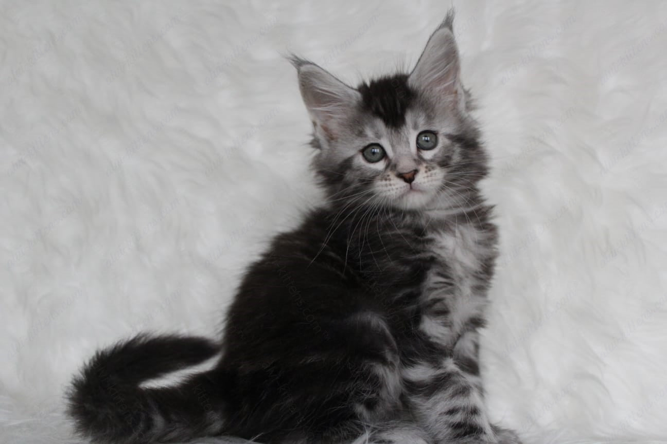 Maine Coon Kitten Name "Roxy"