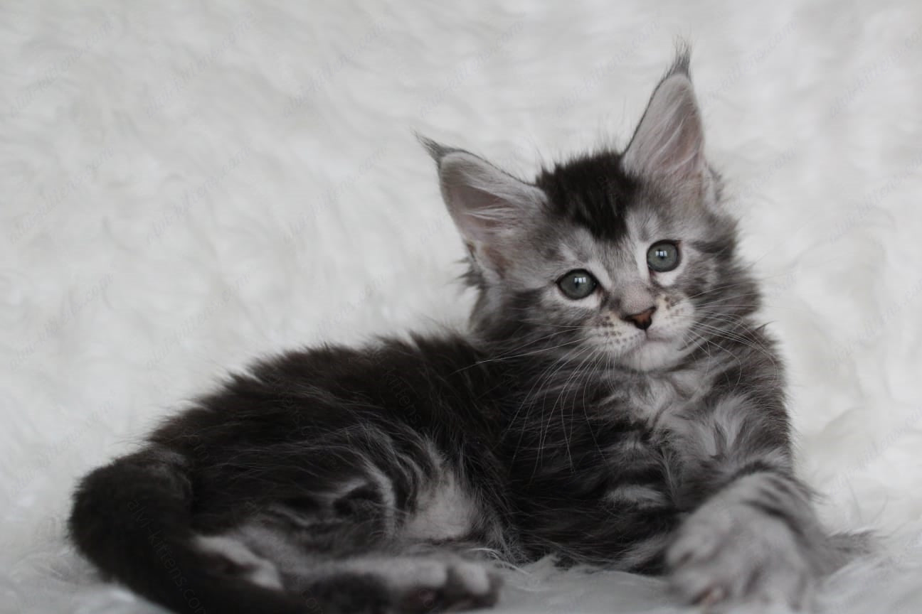 Maine Coon Kitten Name "Roxy"