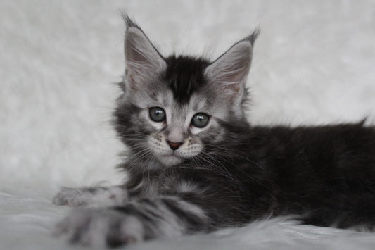 Maine Coon Kitten Name "Roxy"