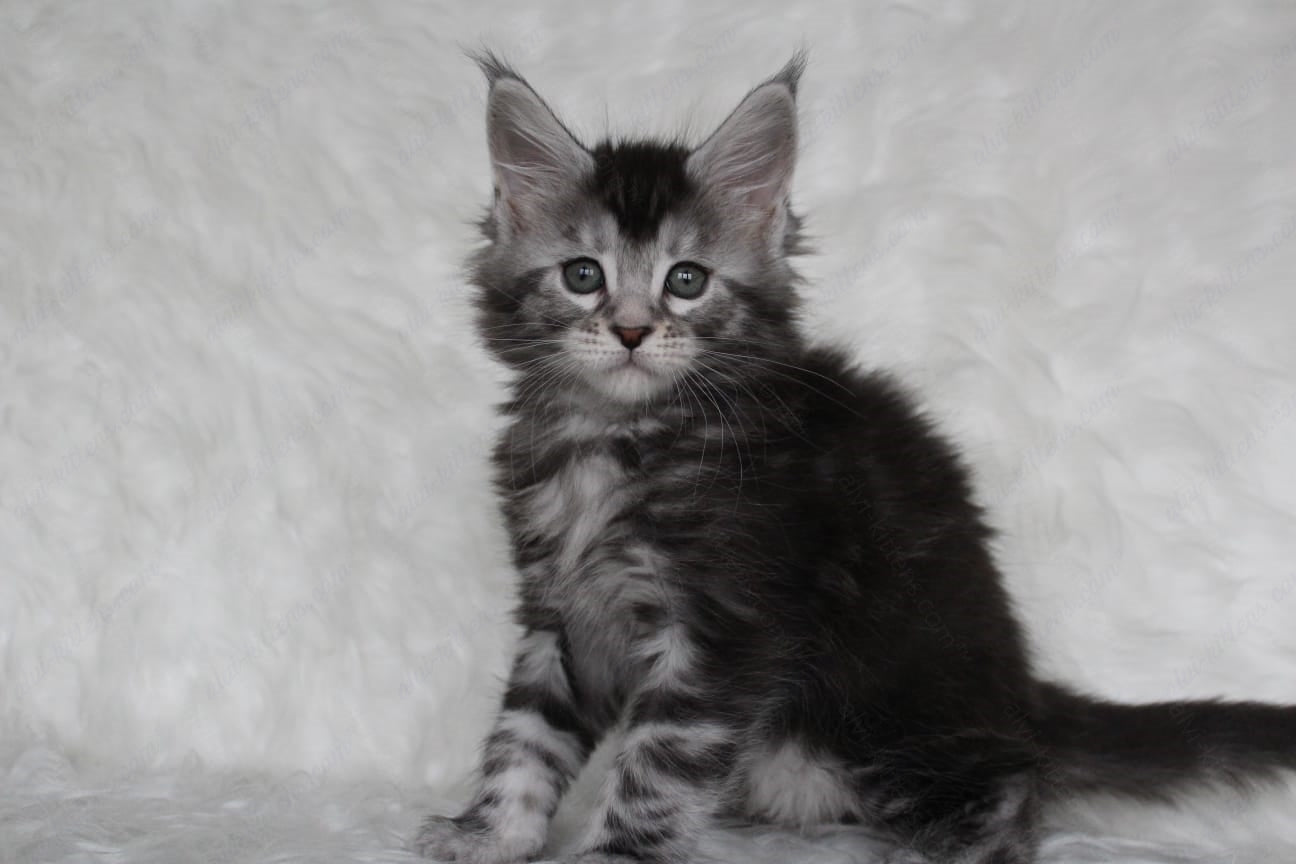 Maine Coon Kitten Name "Roxy"