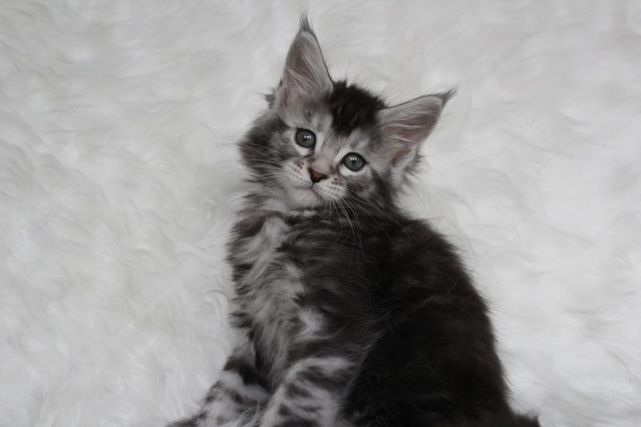 Maine Coon Kitten Name "Roxy"