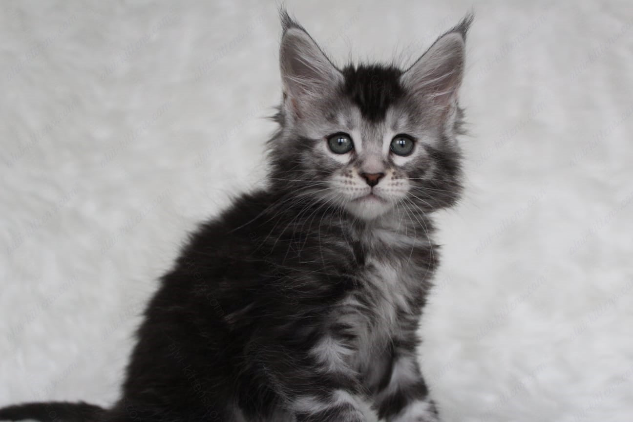 Maine Coon Kitten Name "Roxy"