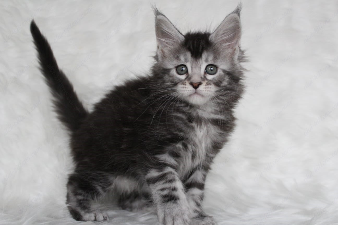 Maine Coon Kitten Name "Roxy"