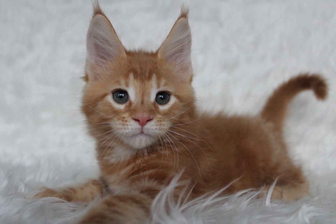 Maine Coon Kitten Name "Quick"