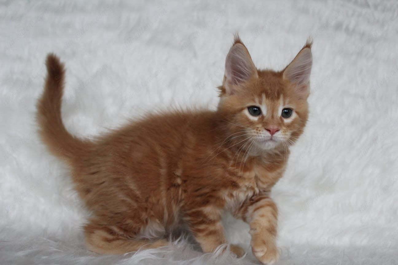 Maine Coon Kitten Name "Quick"