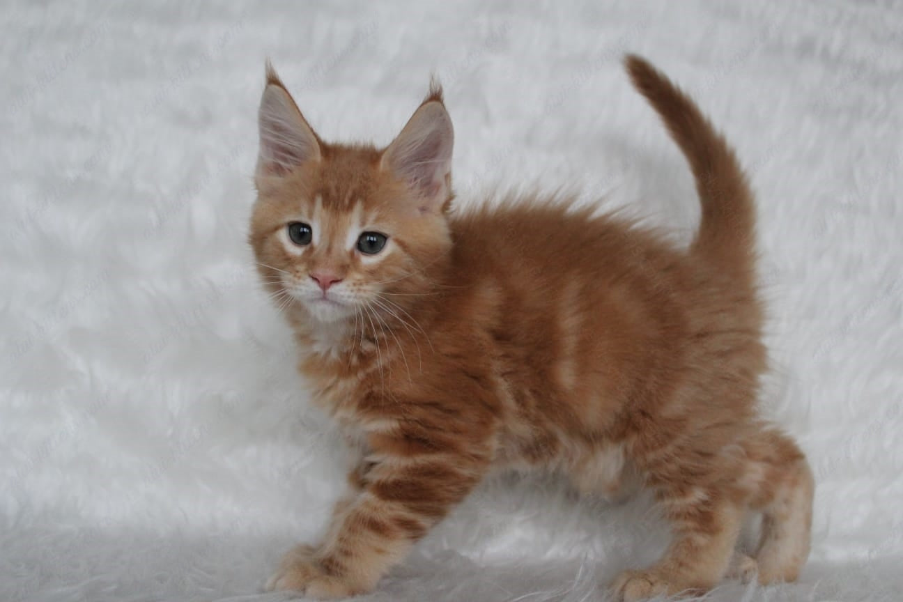 Maine Coon Kitten Name "Quick"