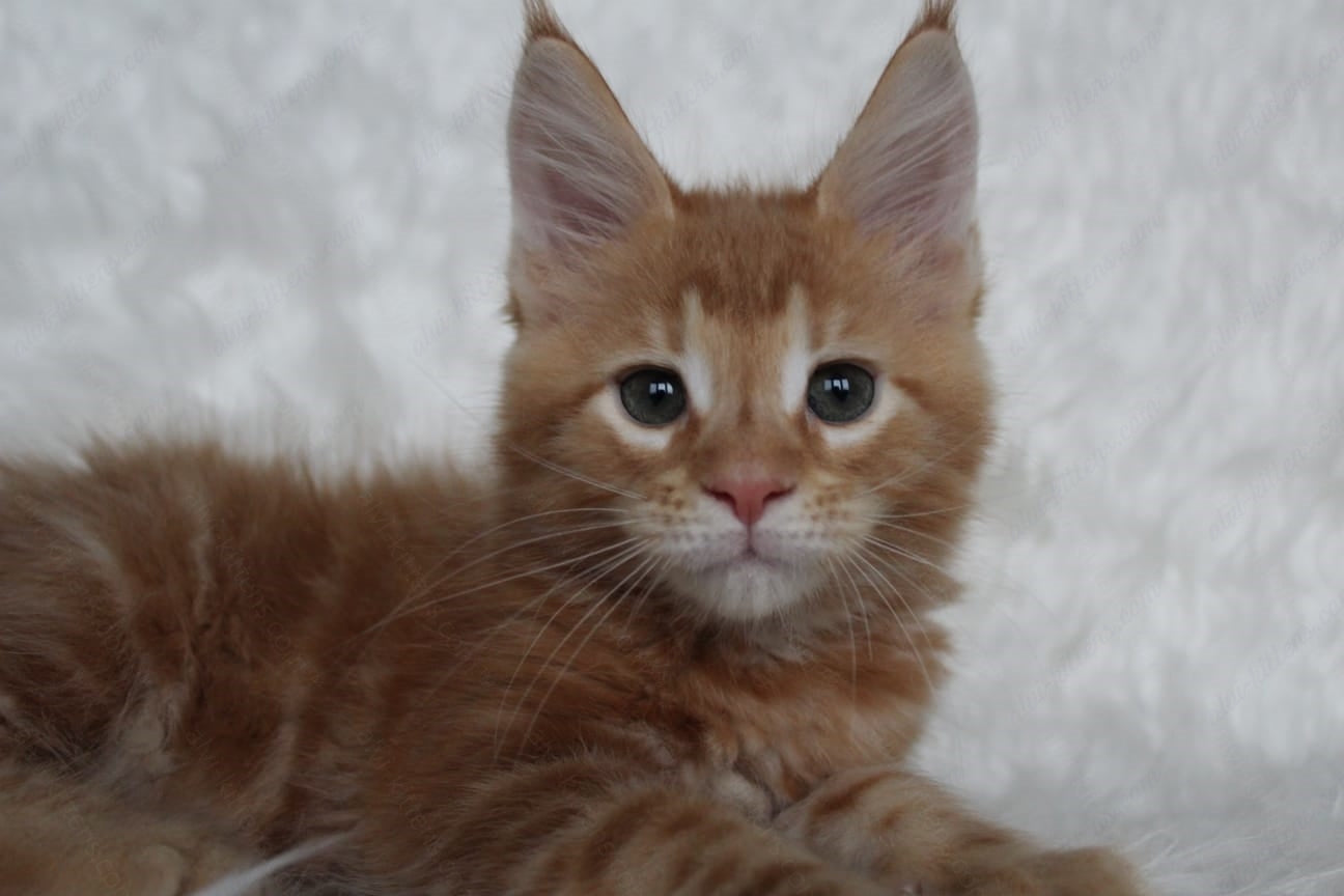 Maine Coon Kitten Name "Quick"