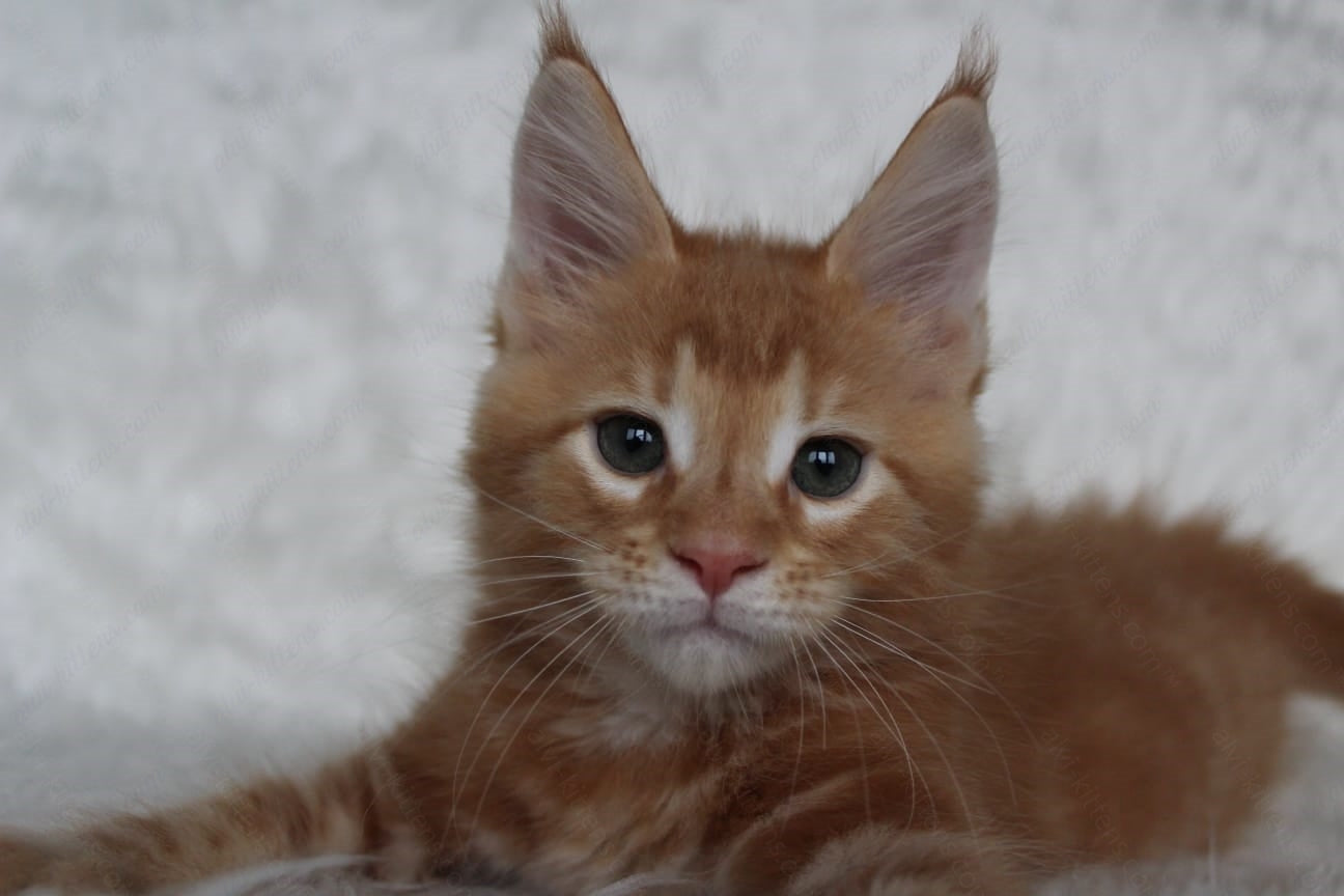 Maine Coon Kitten Name "Quick"