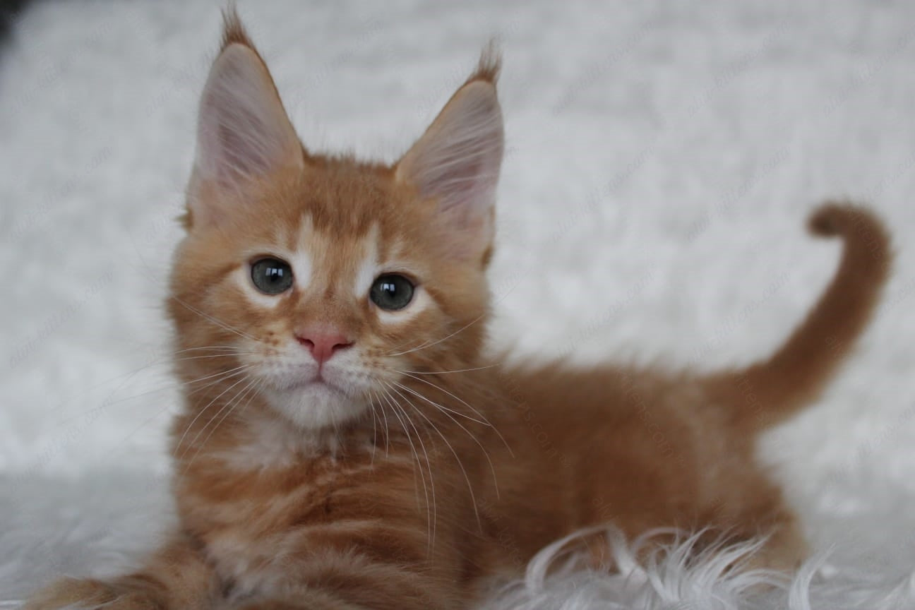 Maine Coon Kitten Name "Quick"