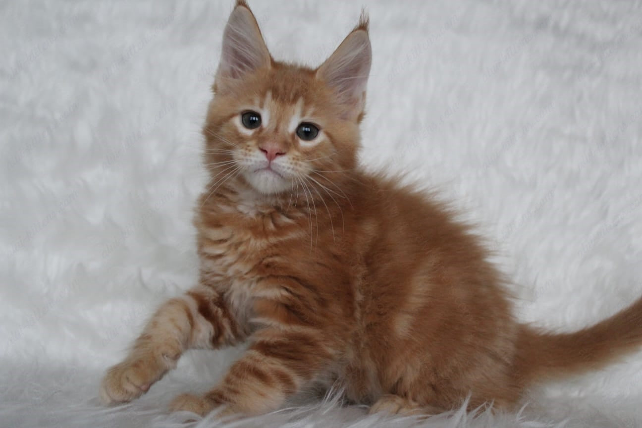 Maine Coon Kitten Name "Quick"