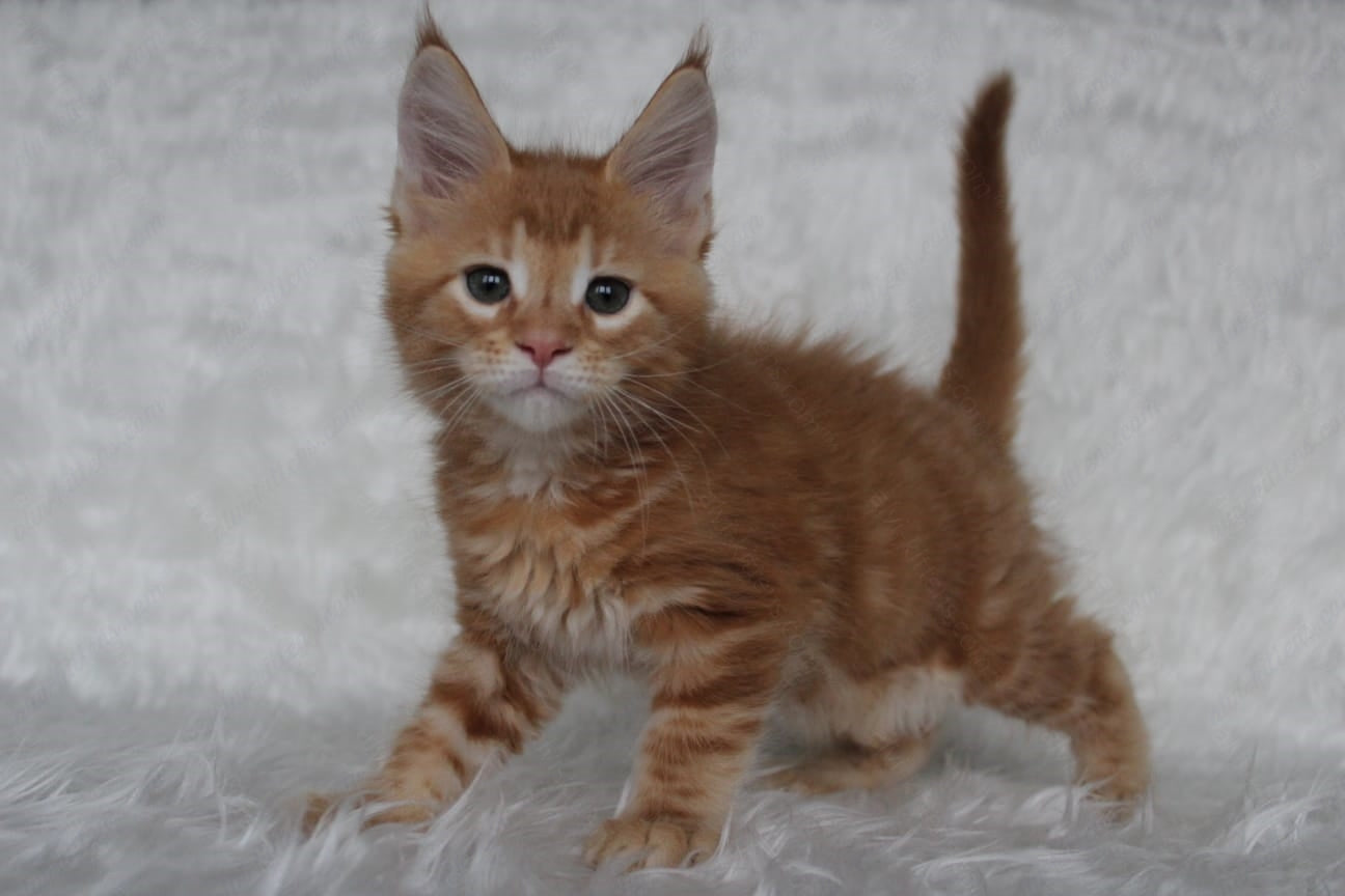 Maine Coon Kitten Name "Quick"