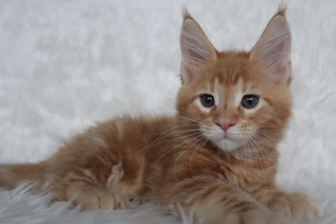 Maine Coon Kitten Name "Quick"