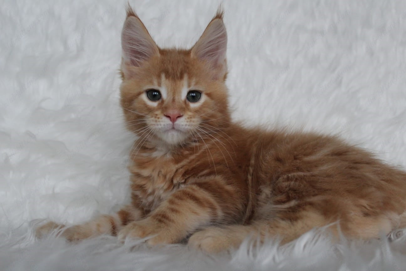 Maine Coon Kitten Name "Quick"