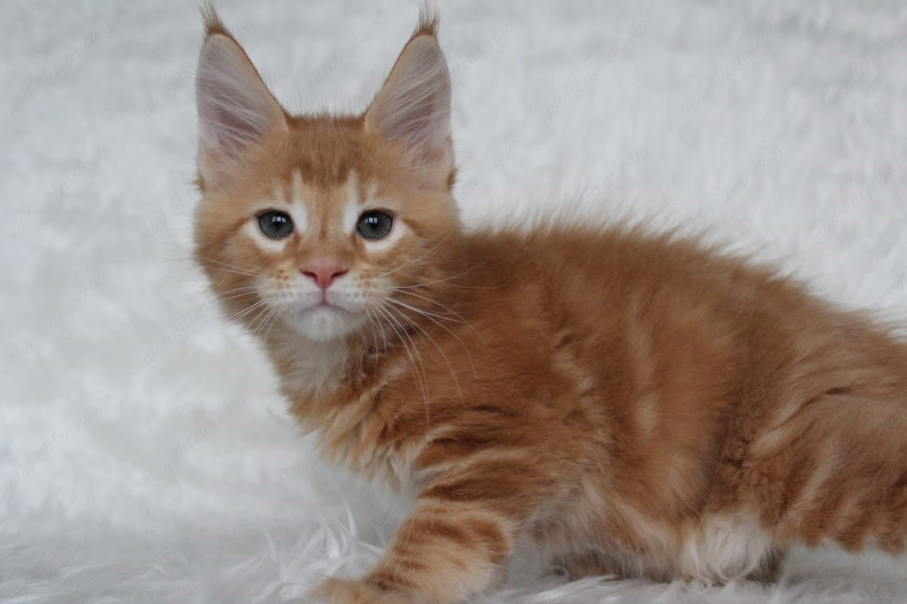 Maine Coon Kitten Name "Quick"