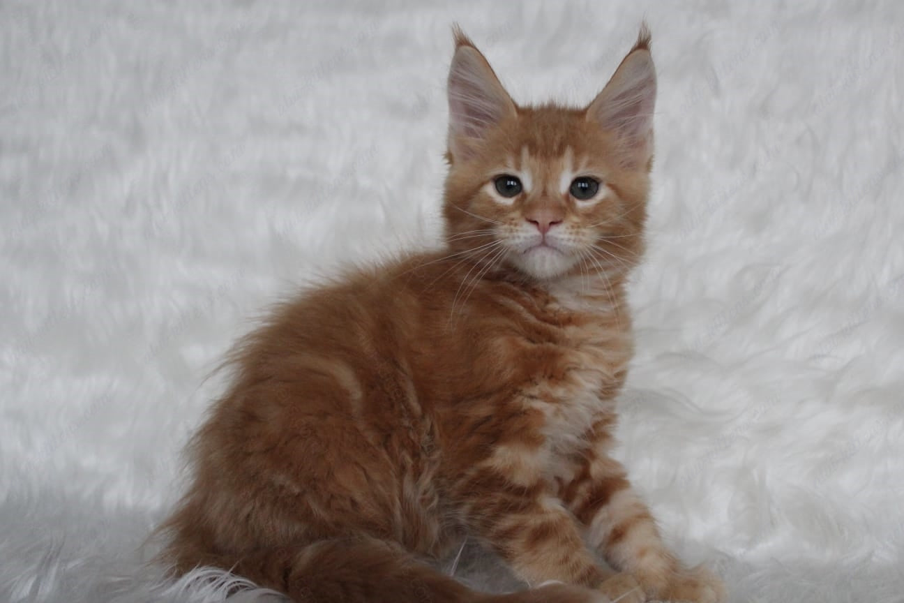 Maine Coon Kitten Name "Quick"