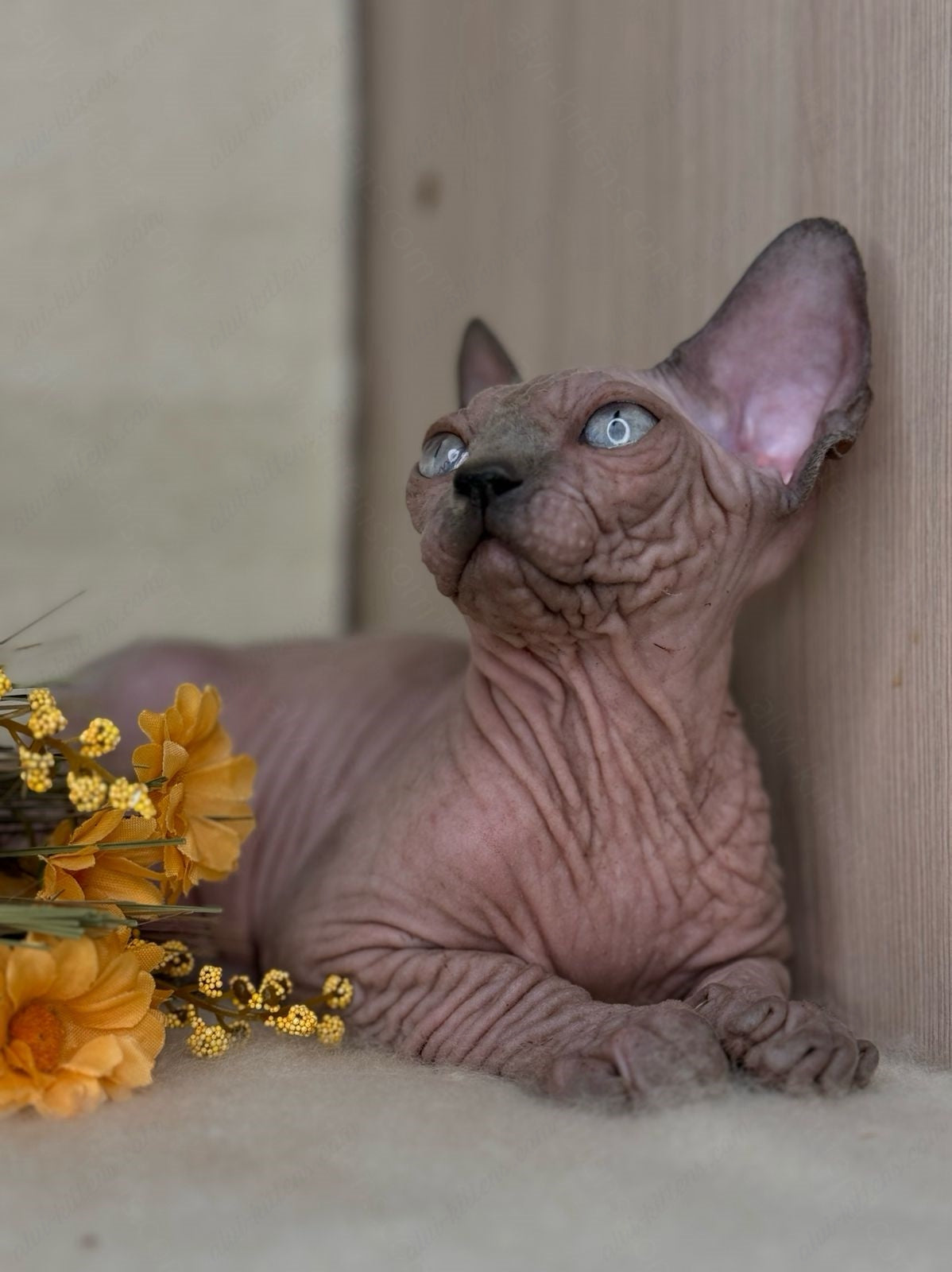 Canadian Sphynx Kitten "Hammer"