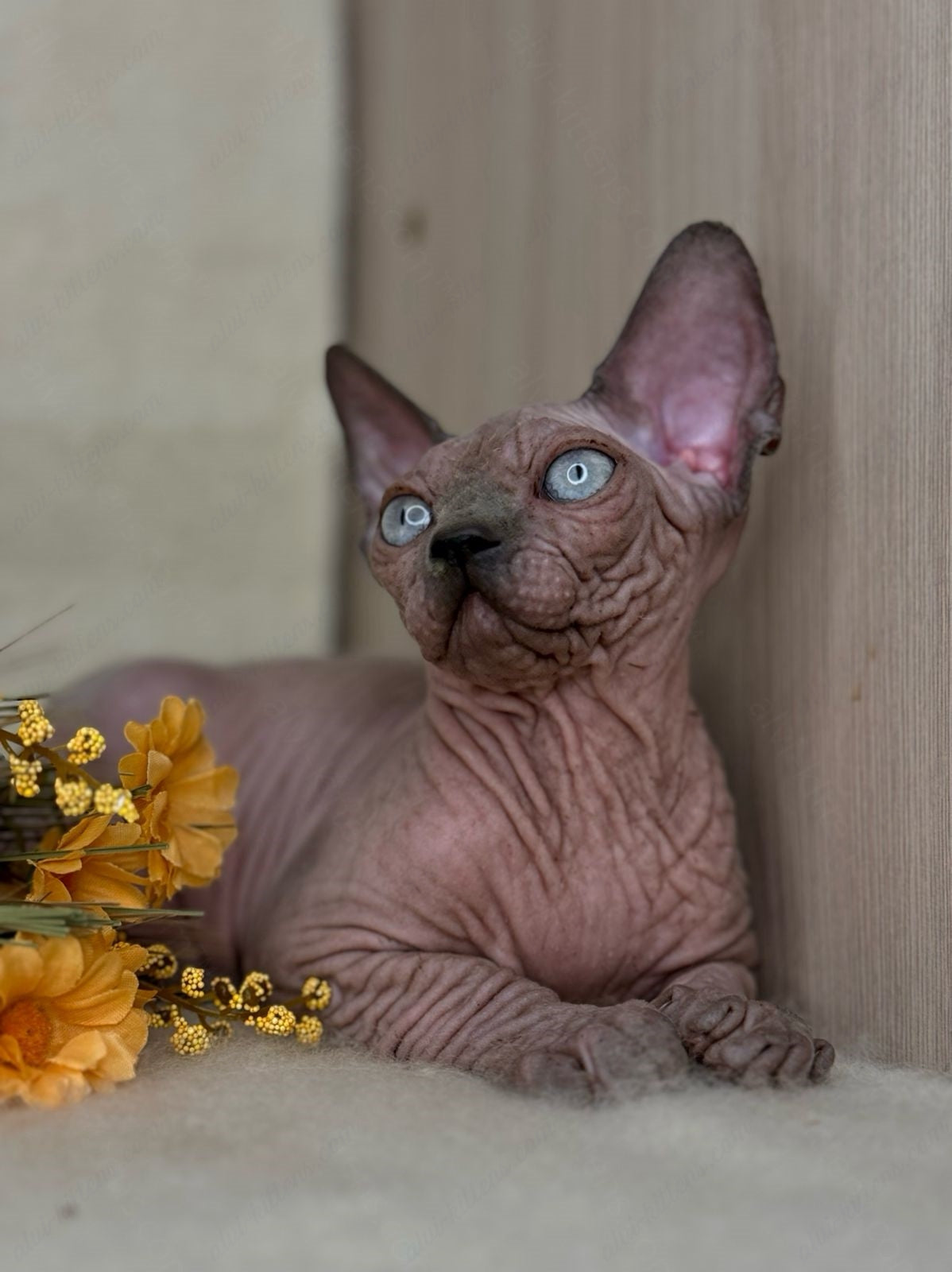 Canadian Sphynx Kitten "Hammer"