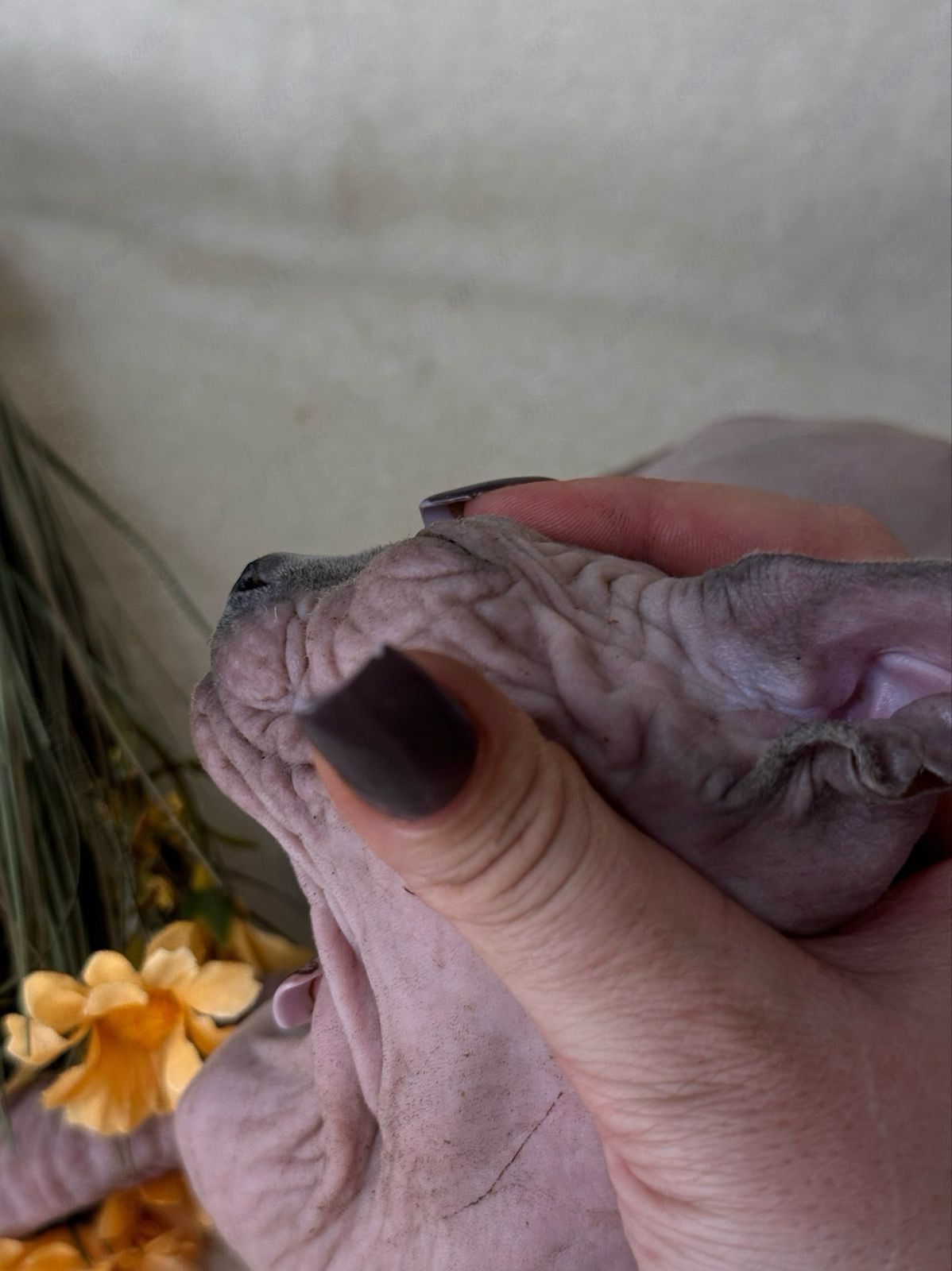 Canadian Sphynx Kitten "Hammer"