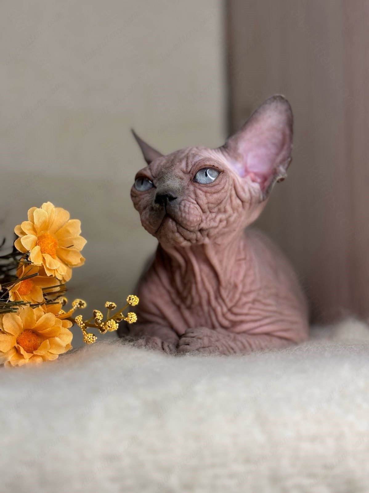 Canadian Sphynx Kitten "Hammer"