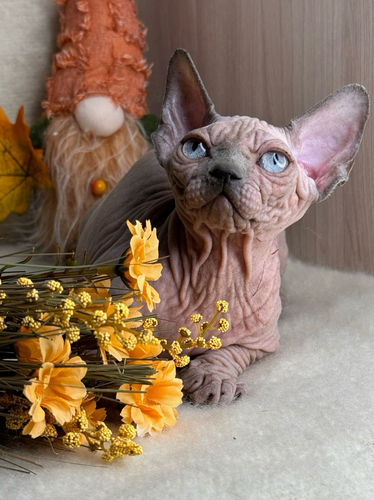 Canadian Sphynx Kitten "Hammer"