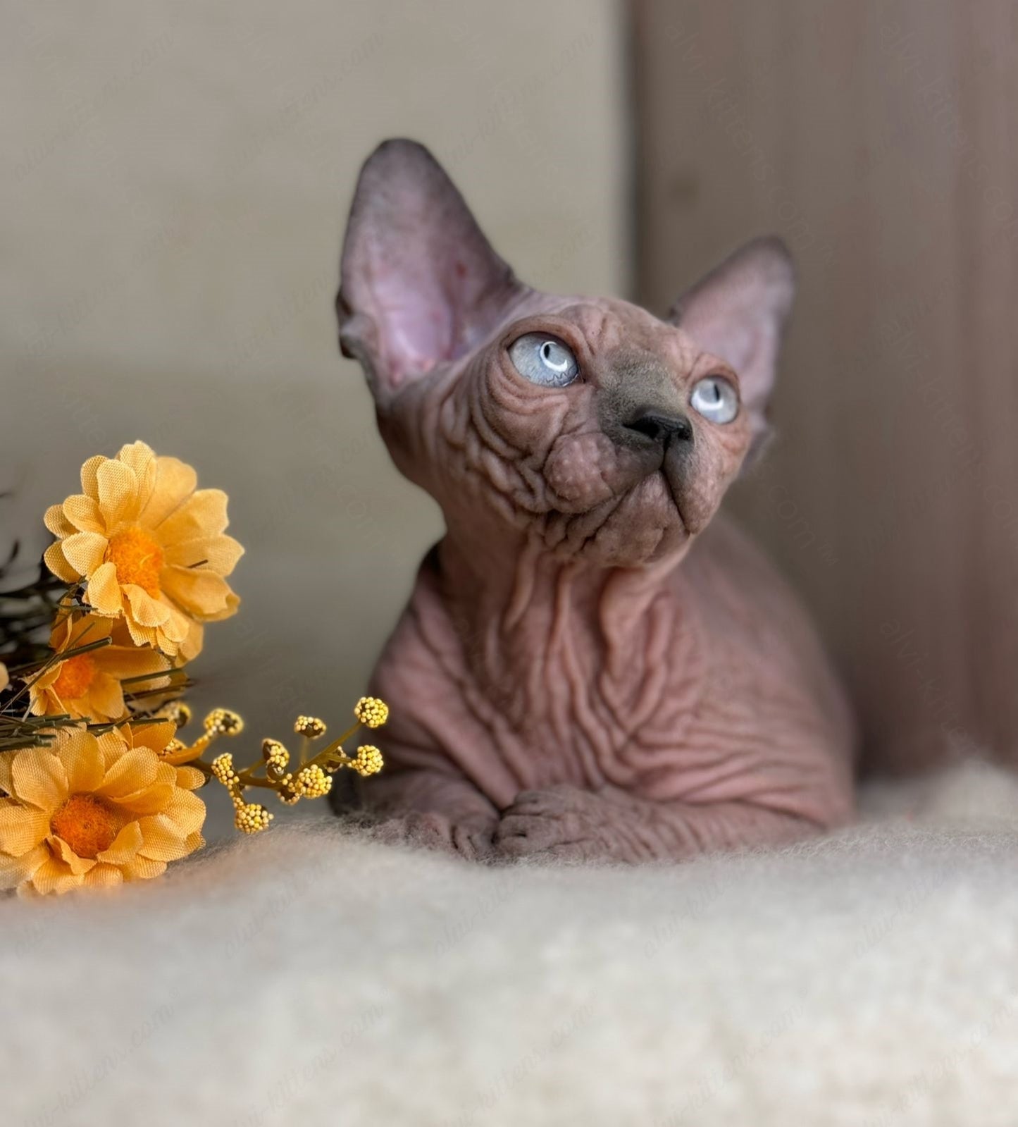 Canadian Sphynx Kitten "Hammer"