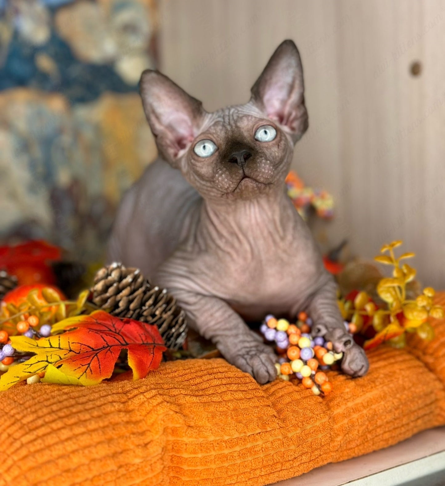 Canadian Sphynx Kitten "Hanna"