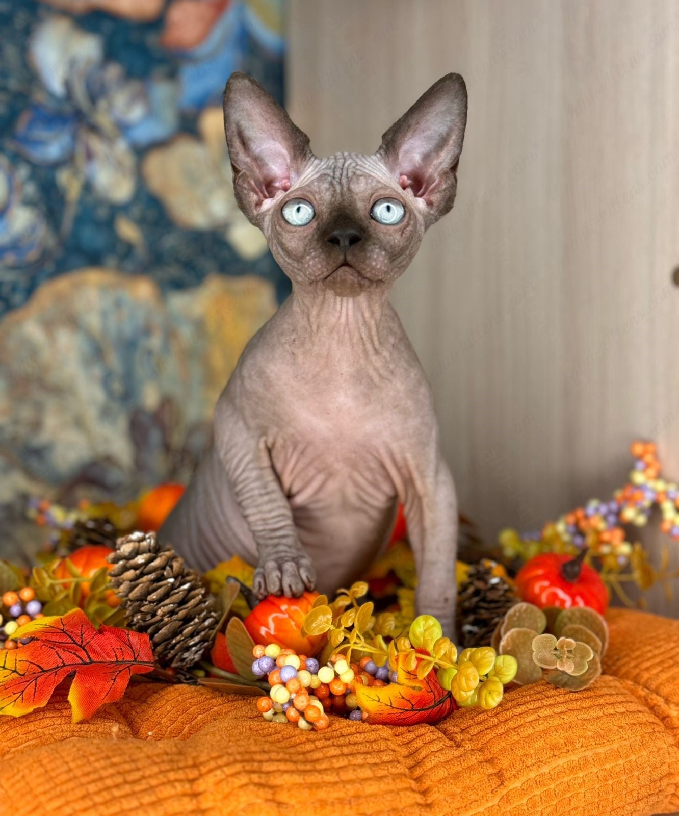 Canadian Sphynx Kitten "Hanna"