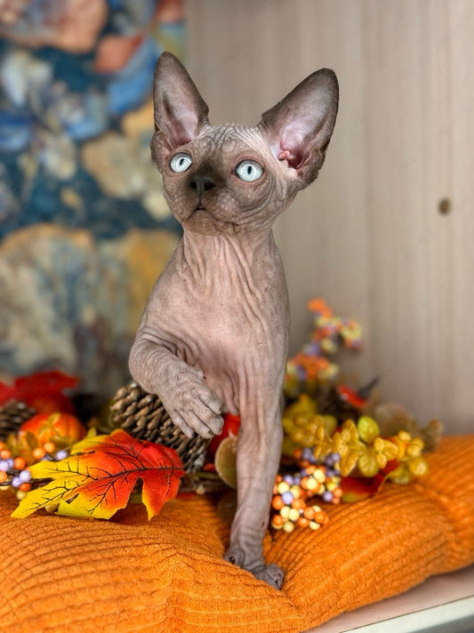 Canadian Sphynx Kitten "Hanna"