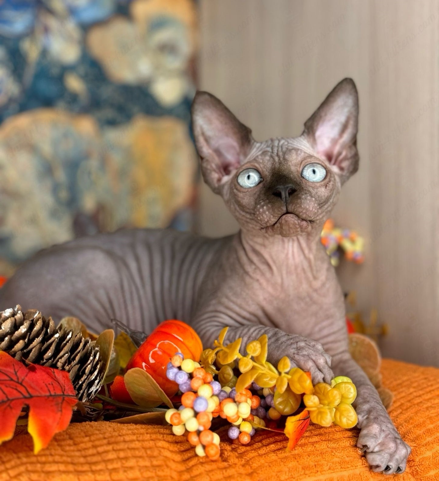 Canadian Sphynx Kitten "Hanna"