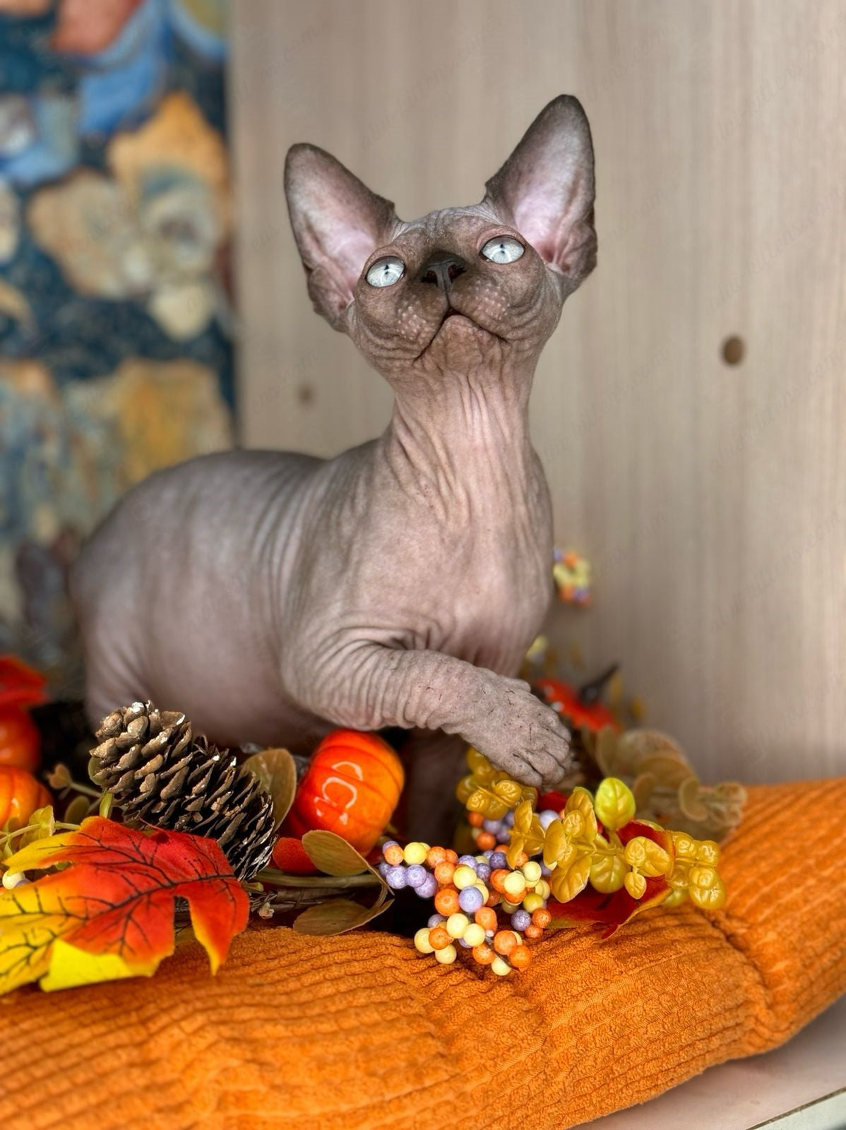 Canadian Sphynx Kitten "Hanna"