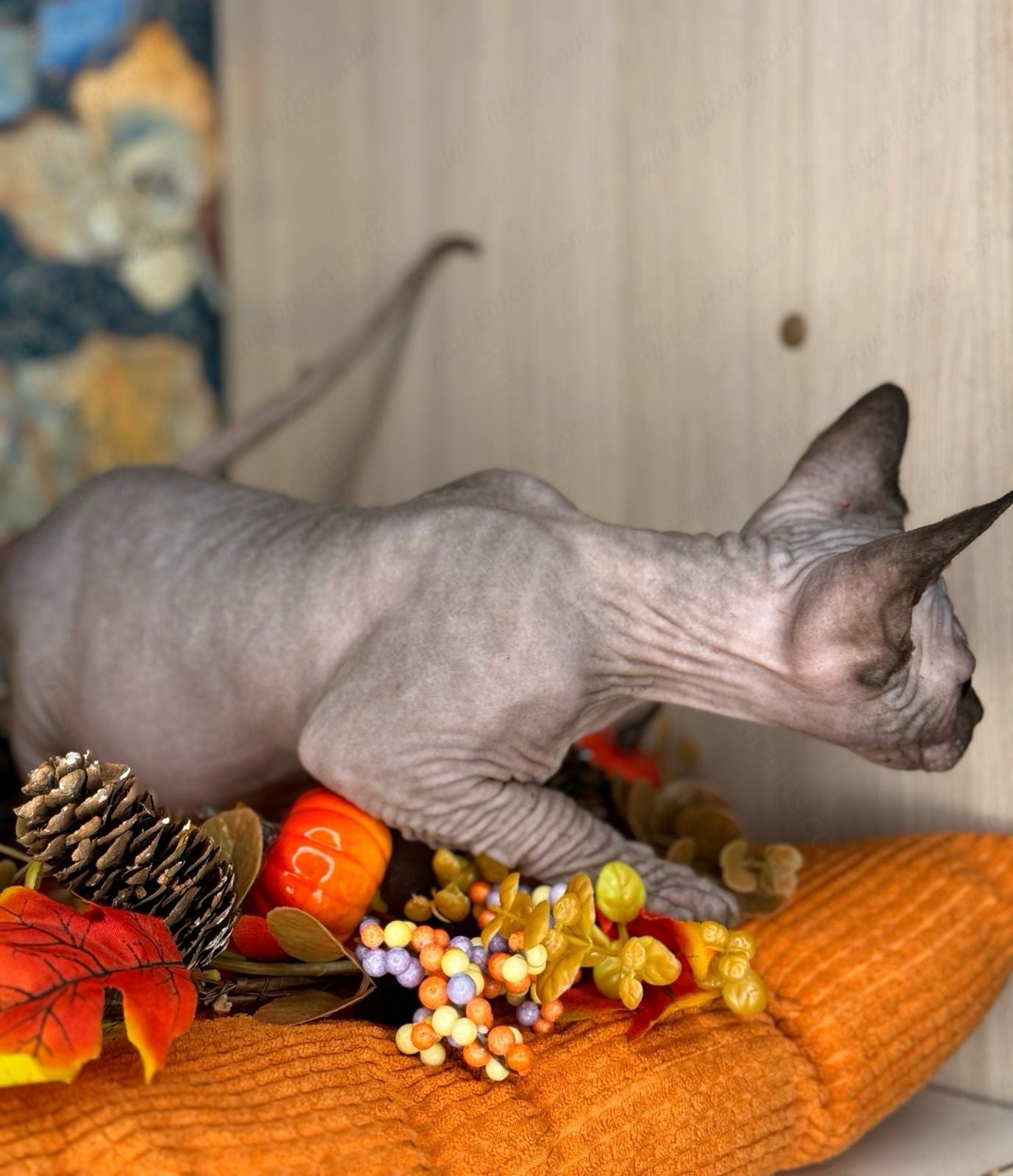 Canadian Sphynx Kitten "Hanna"