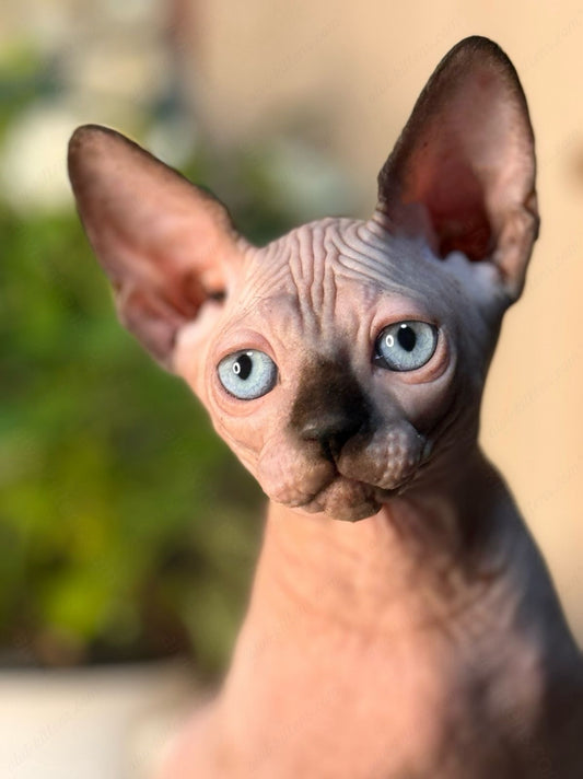 Canadian Sphynx Kitten "Hloya"